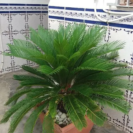 Pensíon Lucia * Casinos